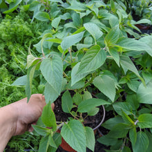 Load image into Gallery viewer, Pineapple Sage