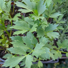 Load image into Gallery viewer, Lovage