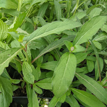 Load image into Gallery viewer, Gomphrena