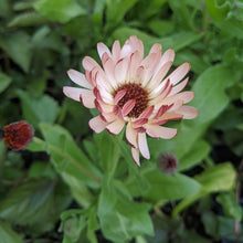 Load image into Gallery viewer, Calendula 'Bronze Beauty'