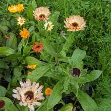 Load image into Gallery viewer, Calendula 'Bronze Beauty'