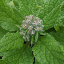 Load image into Gallery viewer, Borage