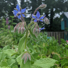 Load image into Gallery viewer, Borage