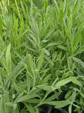 Load image into Gallery viewer, Lavender 'Phenomenal'