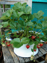 Load image into Gallery viewer, Strawberry Plants