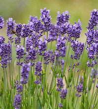 Load image into Gallery viewer, Lavender - Munstead
