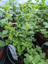 Load image into Gallery viewer, Marjoram