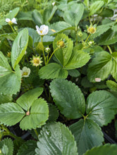Load image into Gallery viewer, Strawberry Plants