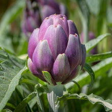 Load image into Gallery viewer, Artichoke