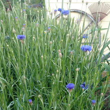 Load image into Gallery viewer, Cornflowers