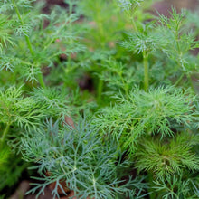 Load image into Gallery viewer, Dill