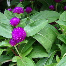 Load image into Gallery viewer, Gomphrena