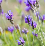 Load image into Gallery viewer, Lavender - Fernleaf Lavender