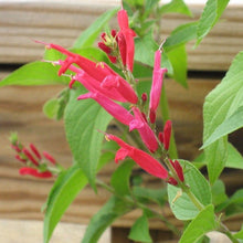 Load image into Gallery viewer, Pineapple Sage