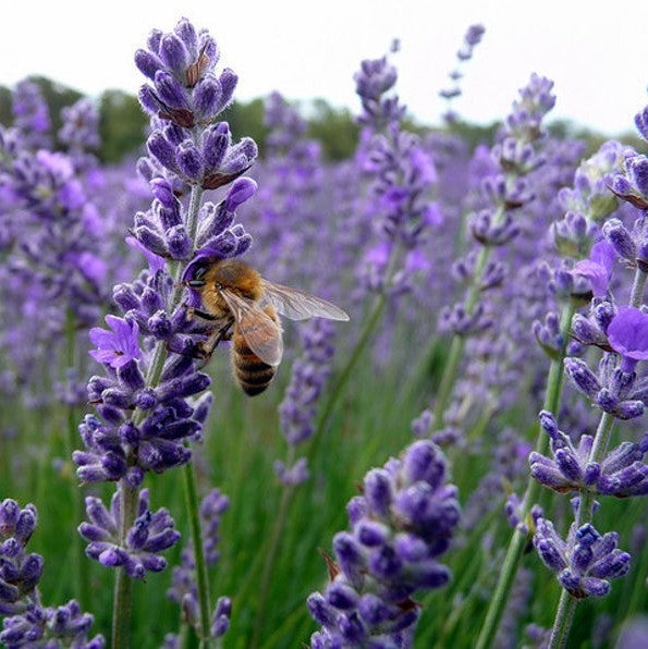 lavender provence plant Lavender