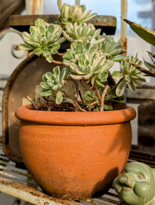 Aeonium 'Suncup'