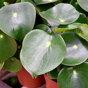 Peperomia 'Raindrop'