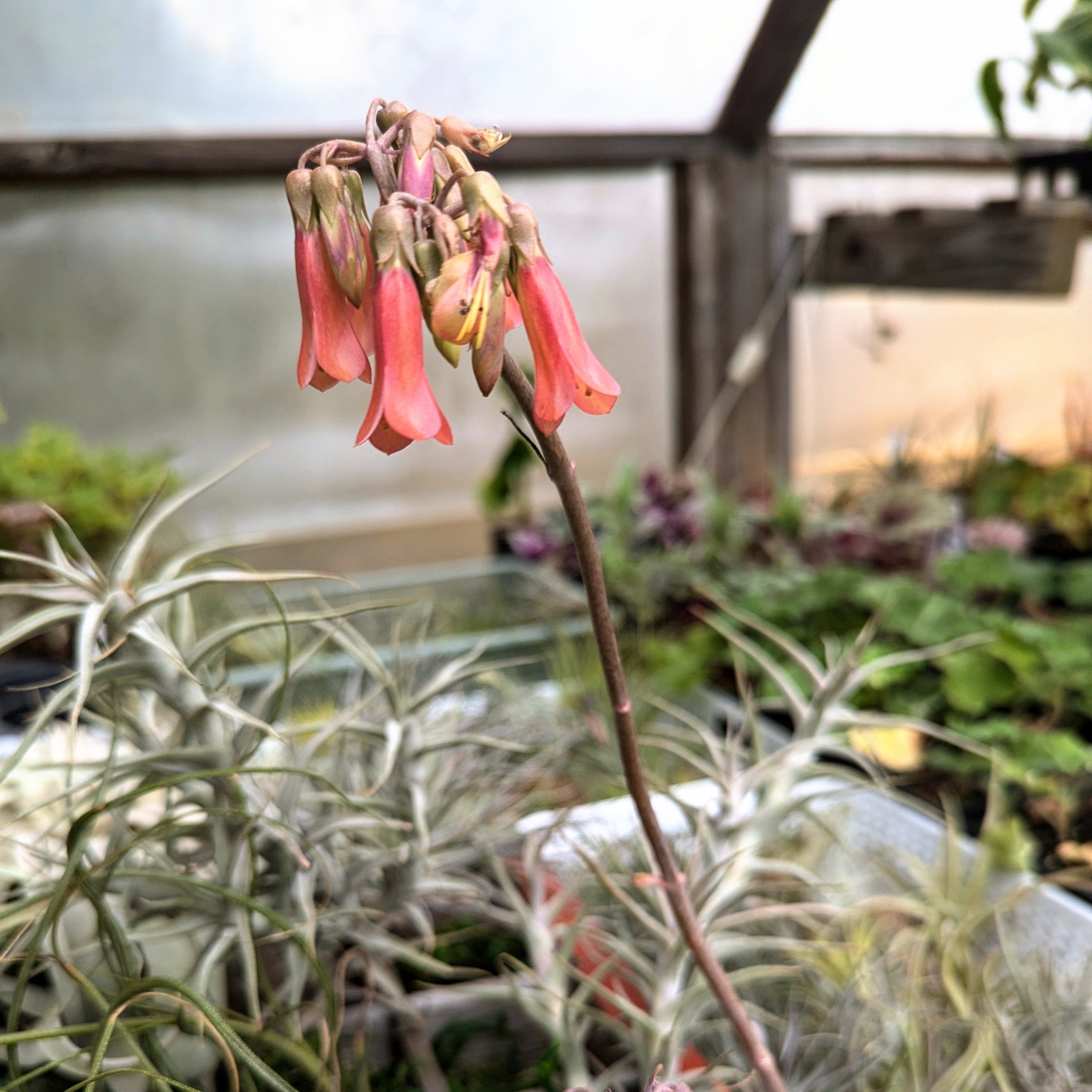 mother of millions indoor plant Mother of Millions Kalanchoe – Grace and Gratitude Farm