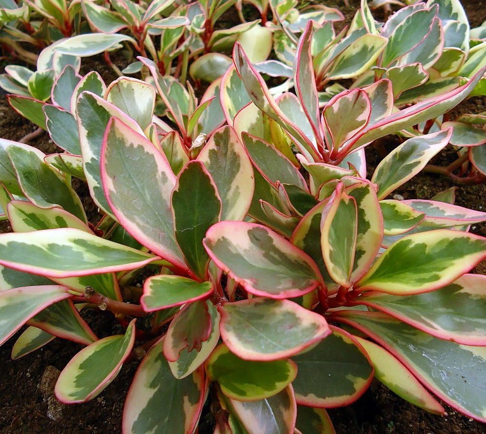 Peperomia 'Ginny'