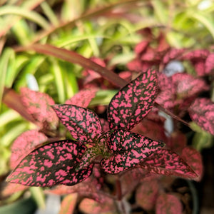 Polka Dot Plant