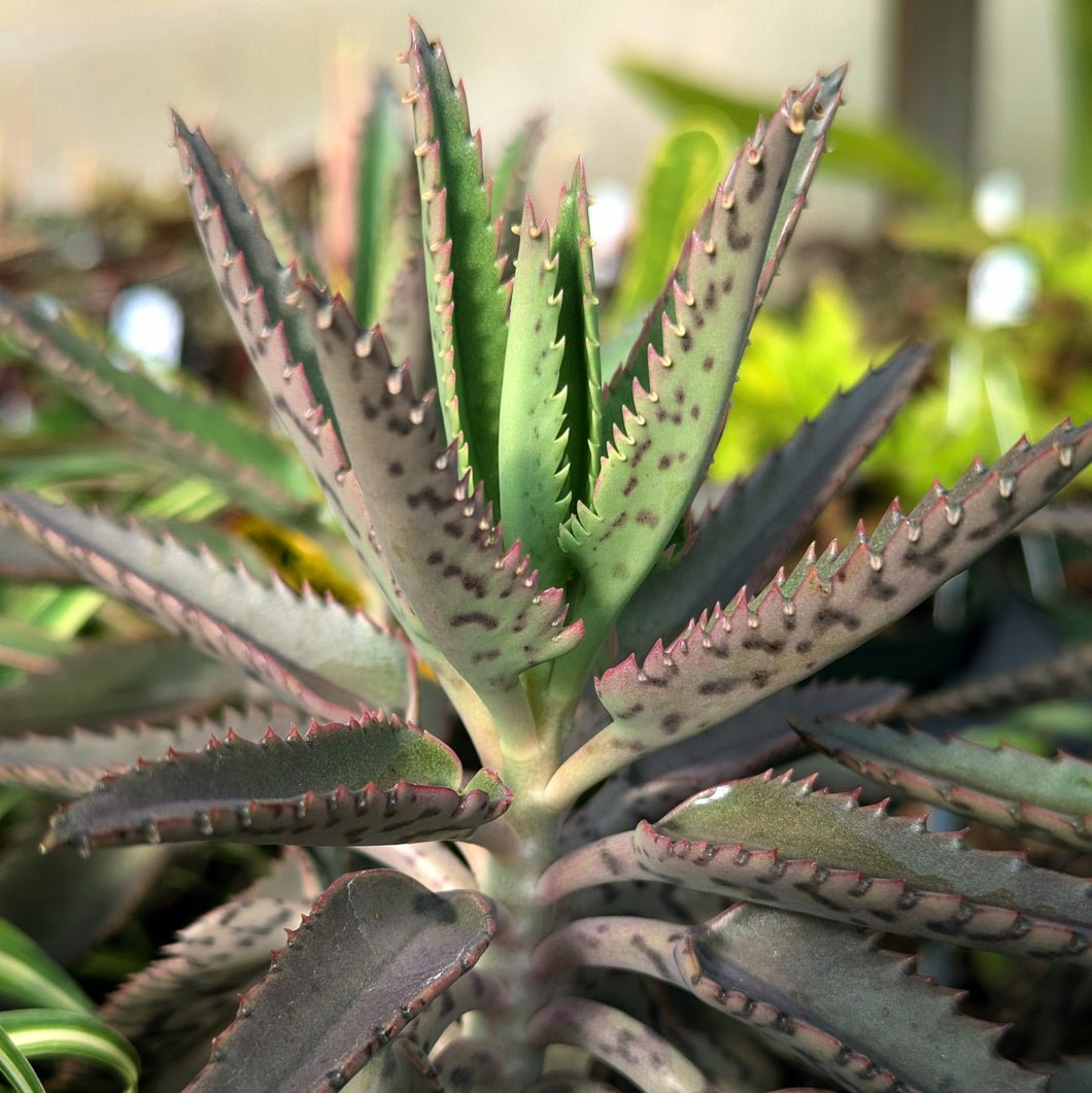 mother of millions indoor plant Mother of Millions Kalanchoe – Grace and Gratitude Farm