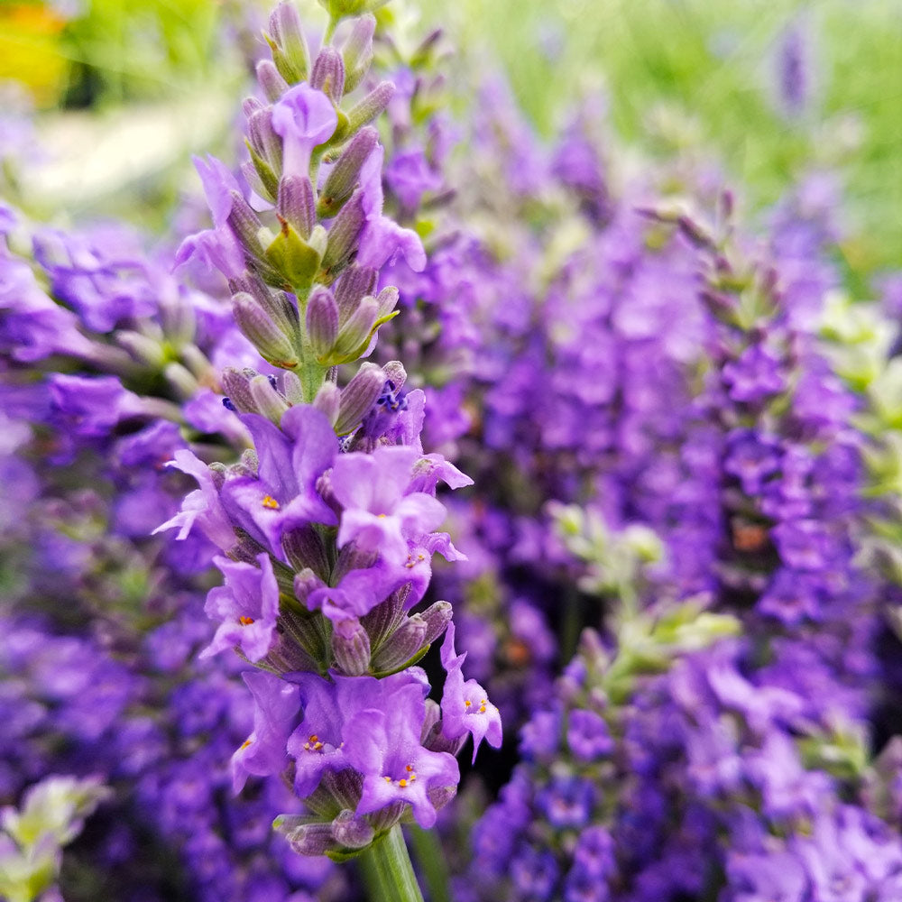 Lavender 'Sensational' – Grace and Gratitude Farm