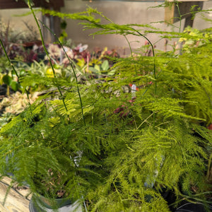 Plumosa Fern