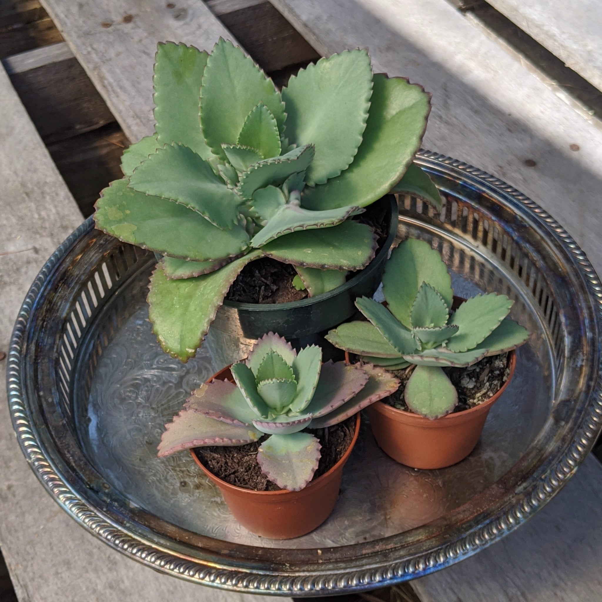 mother of 1000 succulent Mother of Thousands Kalanchoe – Grace and Gratitude Farm