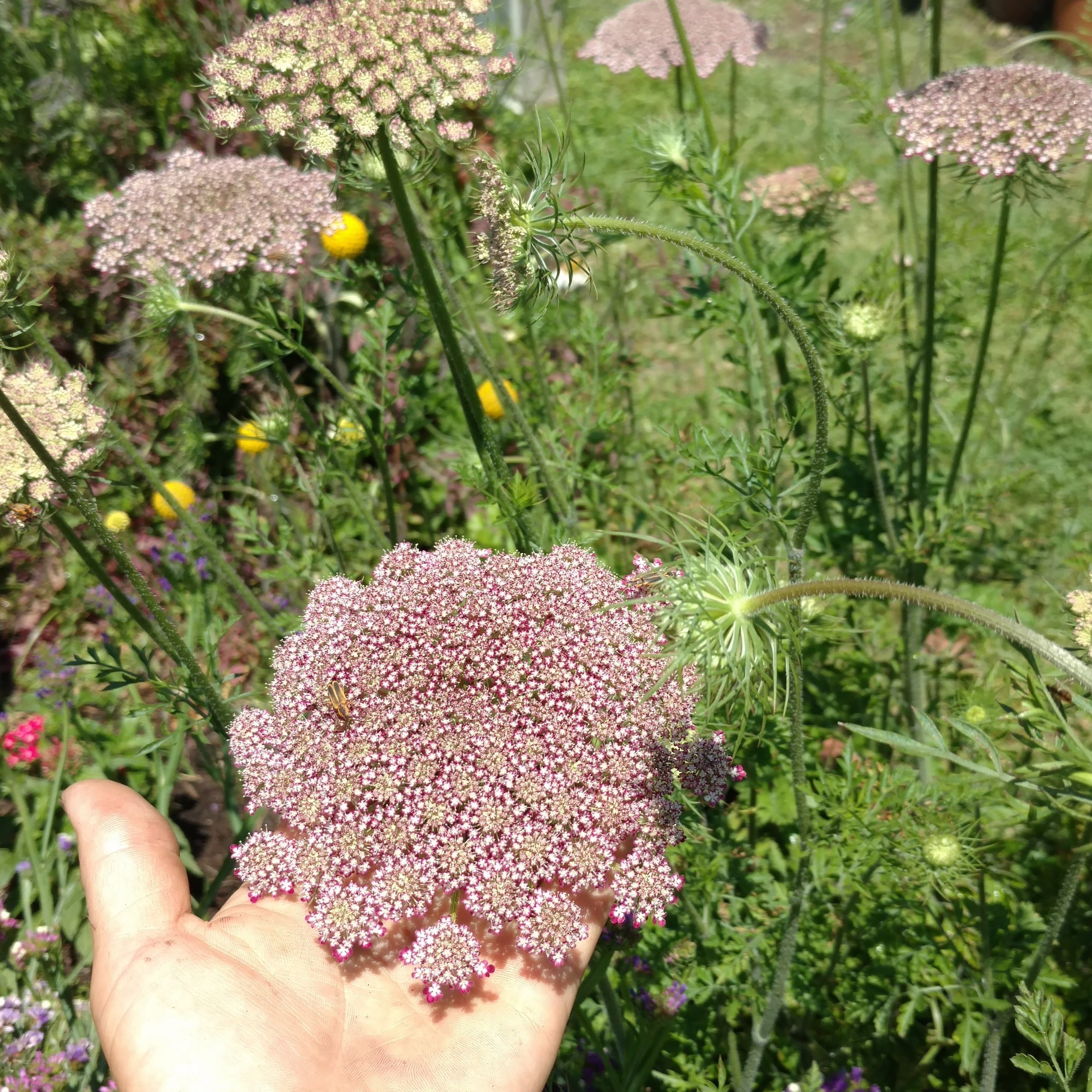 dara dara plant Dara Ammi – Grace and Gratitude Farm