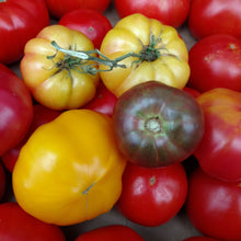 Load image into Gallery viewer, Vegetable Plants - Tomatoes

