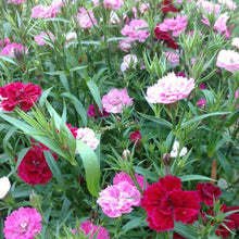 Load image into Gallery viewer, Dianthus - perennial

