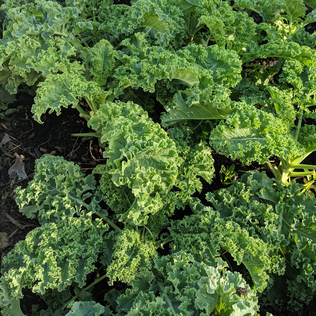 Fresh Produce - Kale, Traditonal Curly