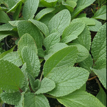 Load image into Gallery viewer, Borage
