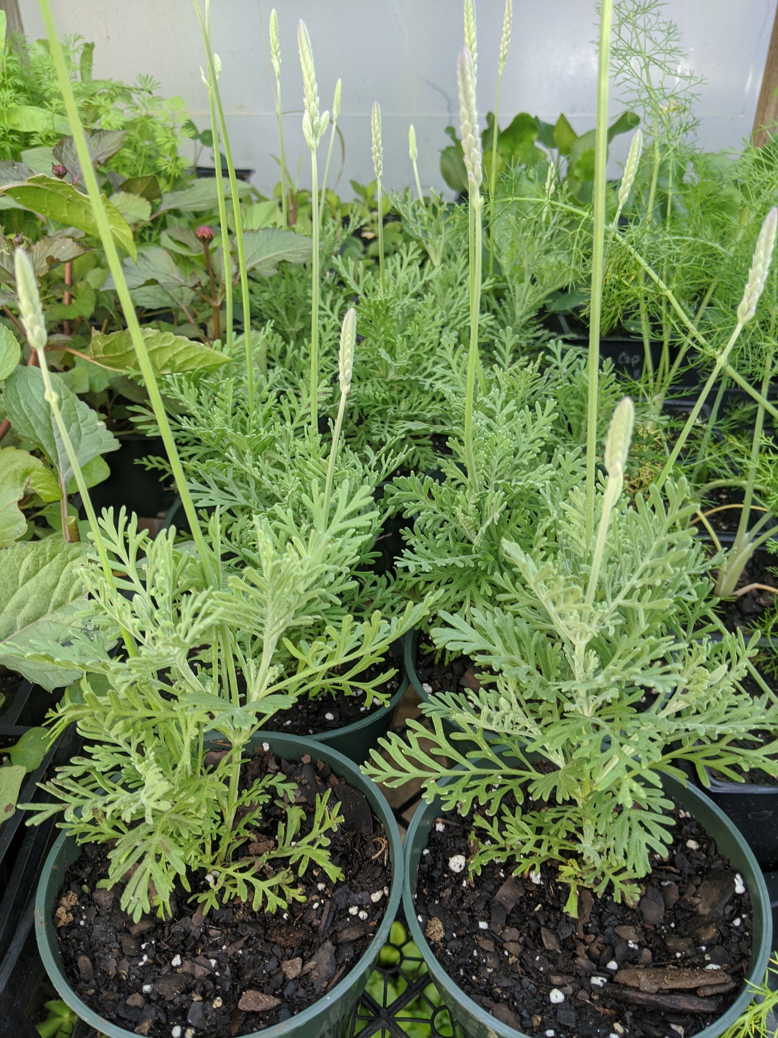 fern lavender plants Lavender