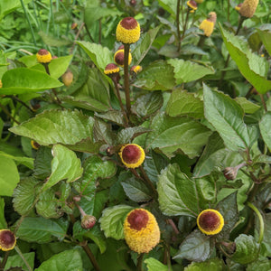 Toothache Plant
