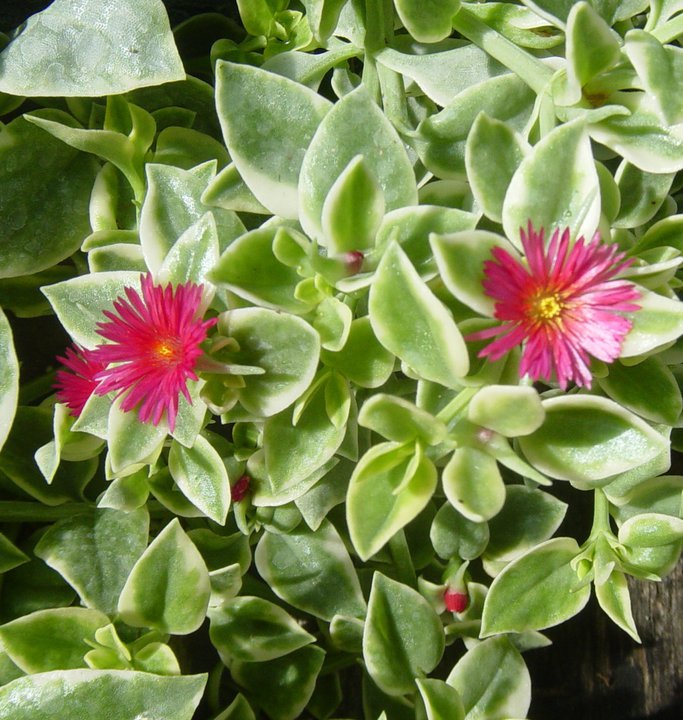 mezoo succulent plant Mezoo – Grace and Gratitude Farm