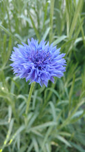 Load image into Gallery viewer, Cornflowers
