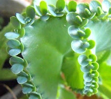 Load image into Gallery viewer, Mother of Millions Kalanchoe
