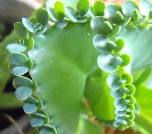 Mother of Millions Kalanchoe